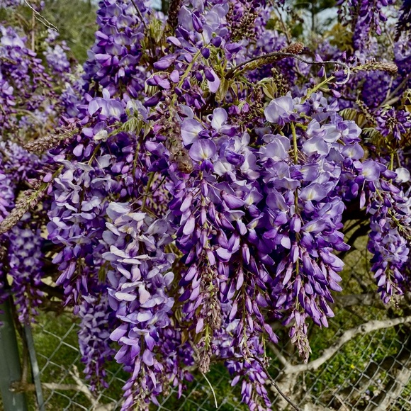 BE KIND - Picture 5 of 15